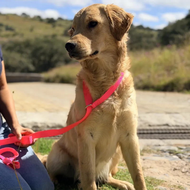 A young medium-sized female Golden Retriever dog named Mona for adoption in Manvel, TX