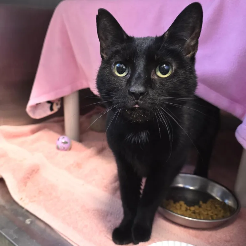 An adult medium-sized female Black Domestic Short Hair cat named Tinsel for adoption in Fort Wayne, IN