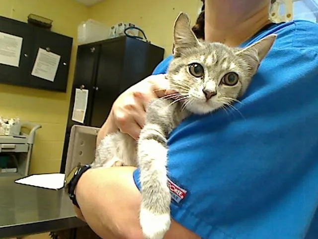 A baby medium-sized female Domestic Short Hair cat named Doja Cat for adoption in Cookeville, TN