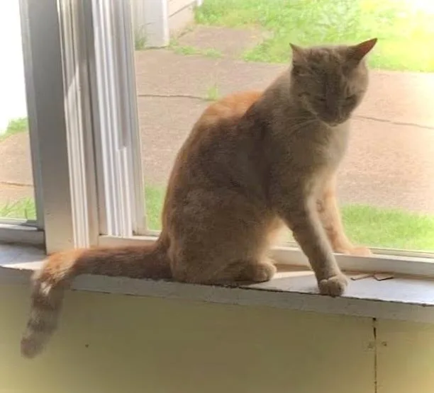 A young large-sized male Orange & White Domestic Short Hair cat named Johnny for adoption in Chalfont, PA
