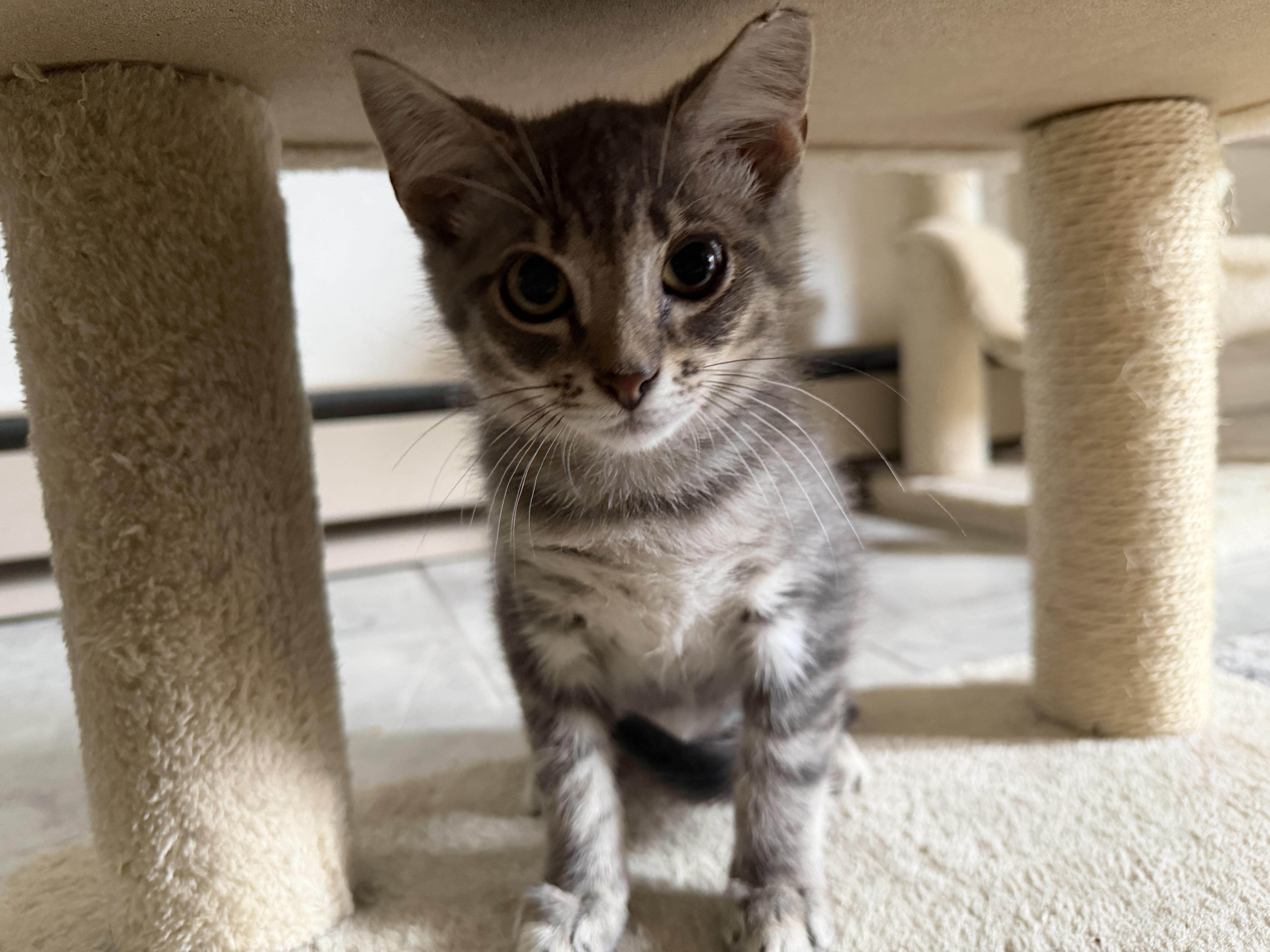A baby medium-sized male Tabby (Gray / Blue / Silver) Domestic Short Hair cat named Turbo for adoption in Roanoke, VA