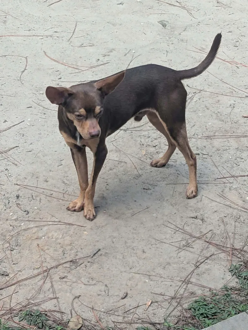 A young small-sized male Chihuahua dog named Leroy Brown for adoption in Mobile, AL