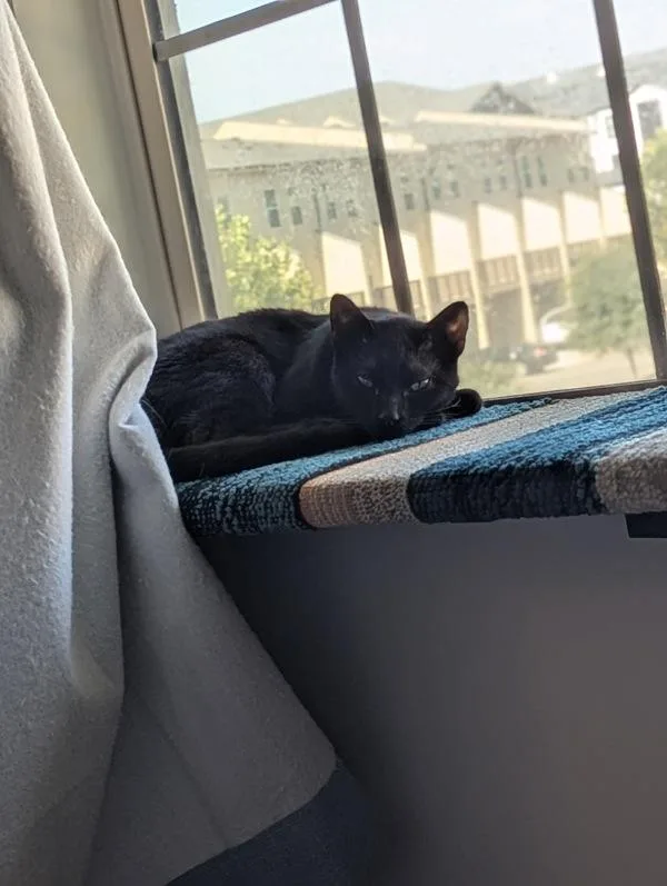 A baby small-sized male Domestic Short Hair cat named Vlad for adoption in Austin, TX