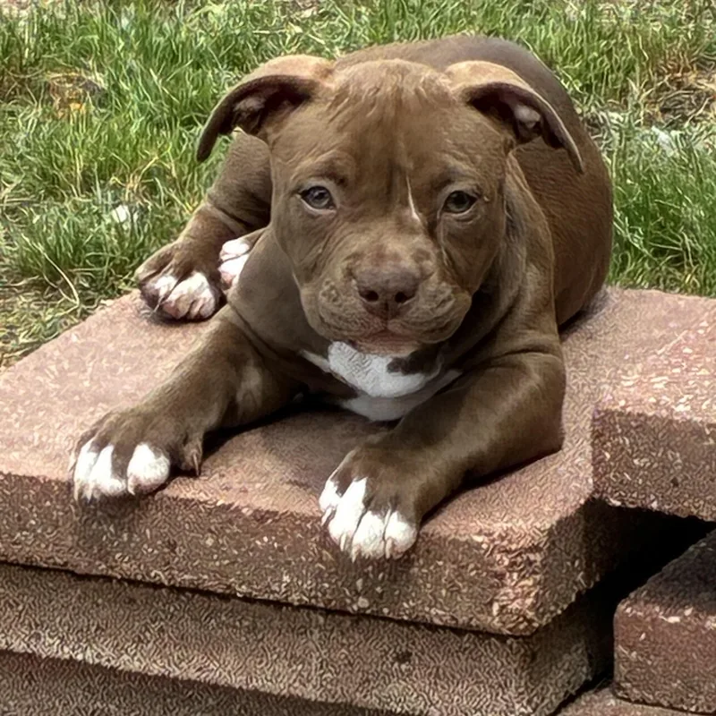 Muffin