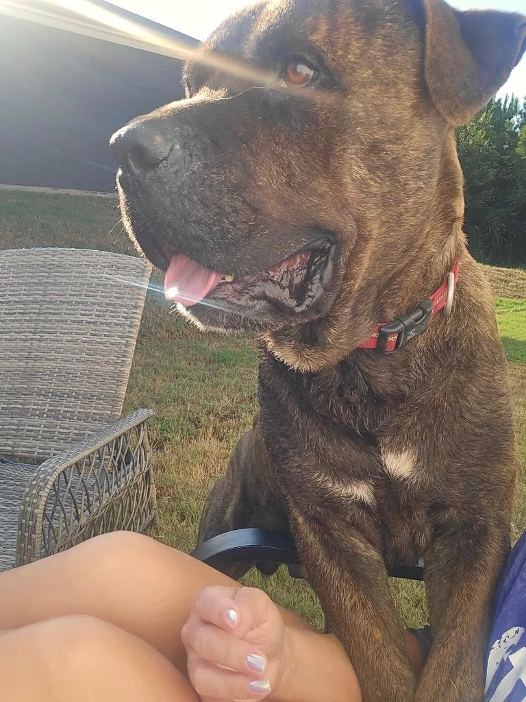 An adult extra large-sized male Cane Corso dog named Doc for adoption in Gilmer, TX