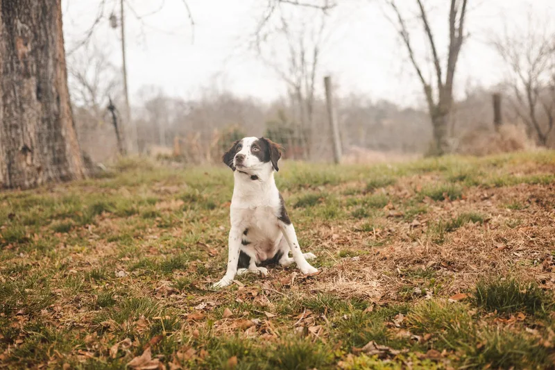 Penny  Transport thumbnail 4