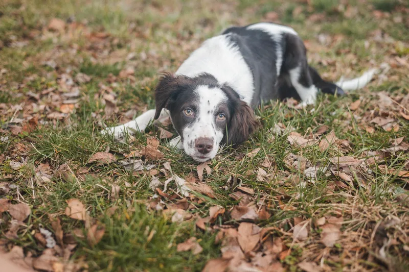 Penny  Transport thumbnail 5