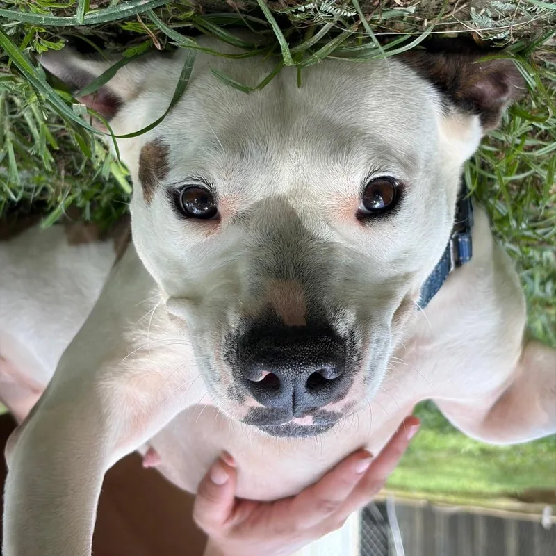 An adult medium-sized female White / Cream Mixed Breed dog named Odessa for adoption in Webster, TX