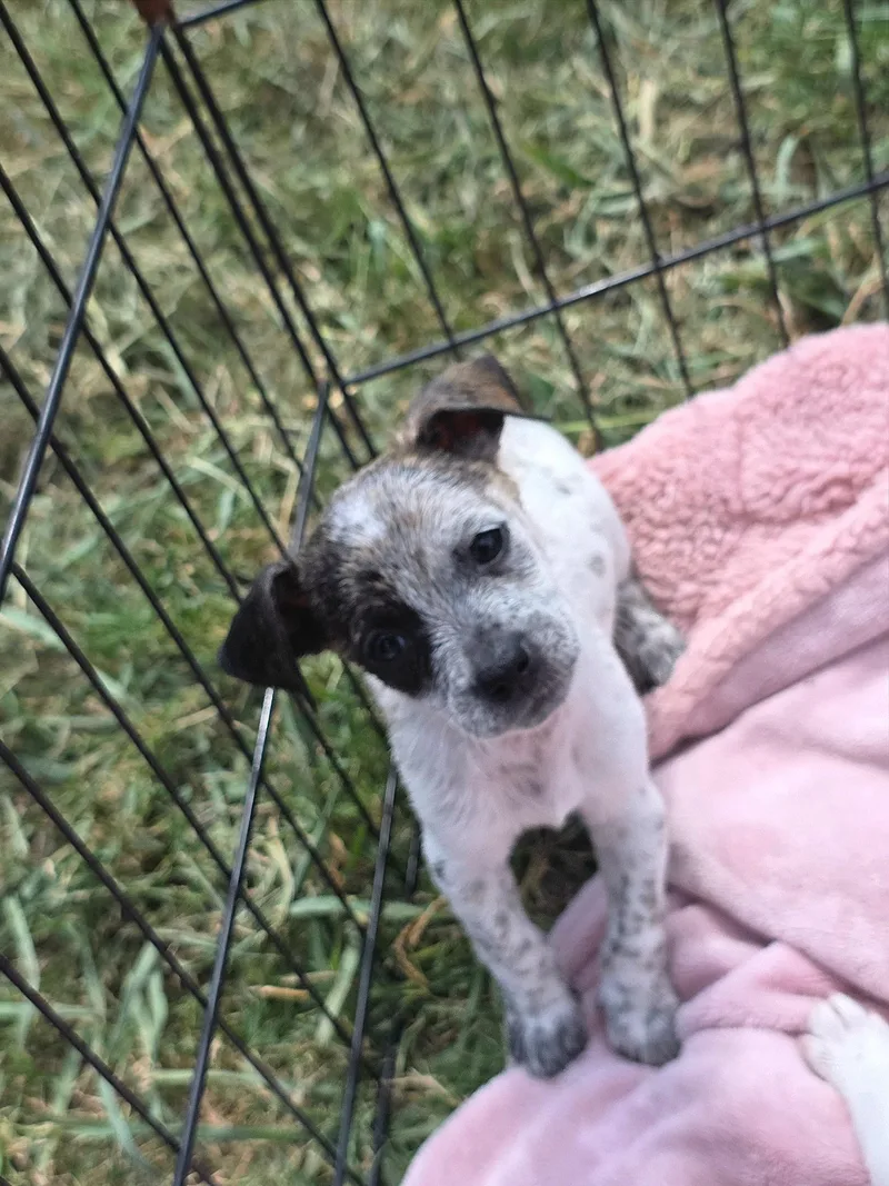 A baby small-sized male Chihuahua dog named Joker for adoption in Penryn, CA