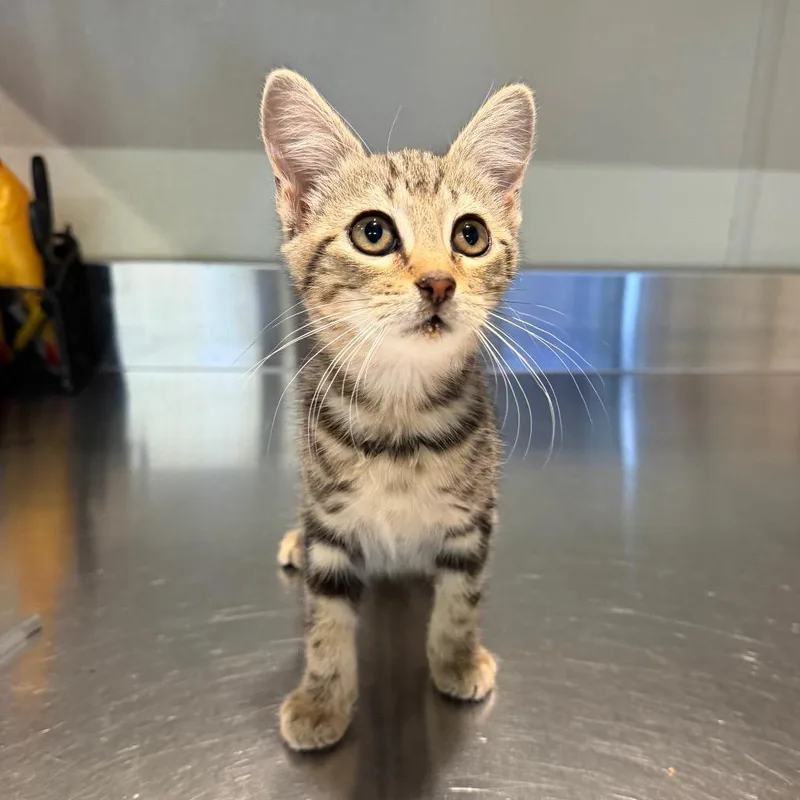 A baby small-sized female Brown / Chocolate Domestic Short Hair cat named IVHSStray for adoption in San Gabriel, CA