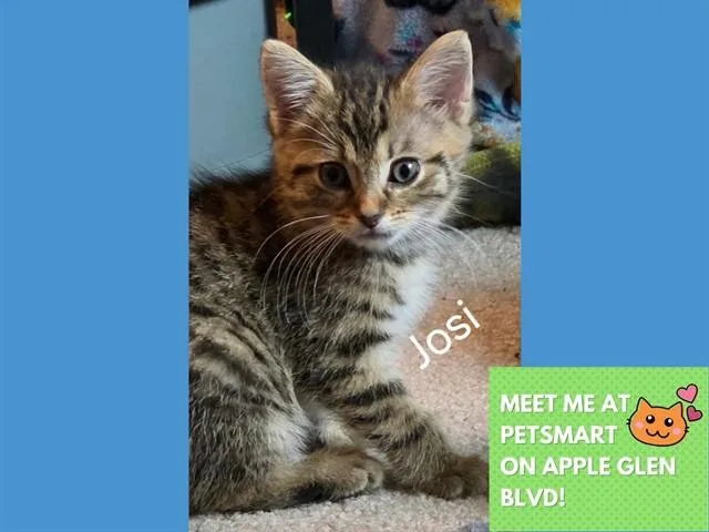 A baby small-sized female Domestic Medium Hair cat named Josi for adoption in Fort Wayne, IN