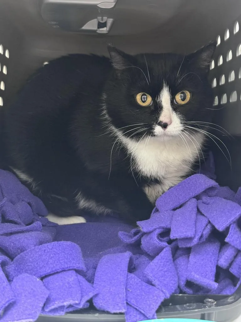 A young medium-sized female Domestic Short Hair cat named Shiva for adoption in Saint Paul, MN