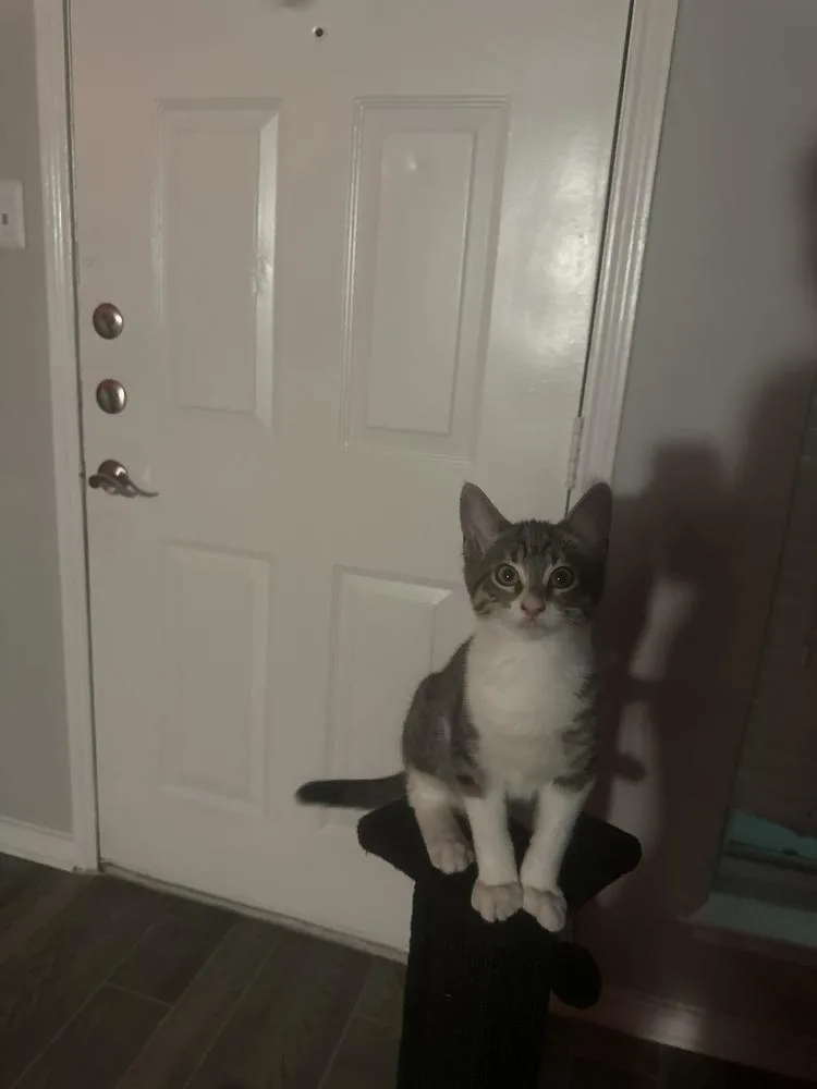 A baby small-sized male Domestic Short Hair cat named Hei Hei for adoption in Dallas, TX