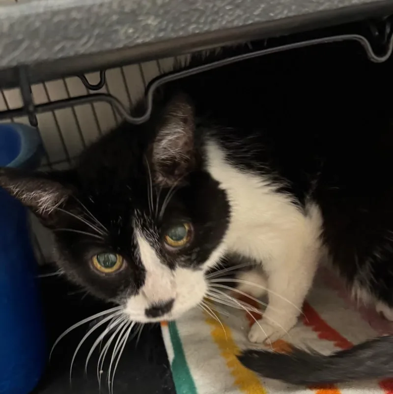 A young medium-sized female Domestic Short Hair cat named Shyla for adoption in Saginaw, MI