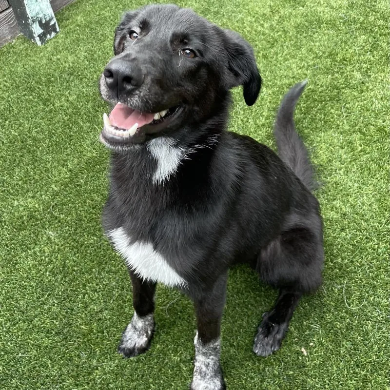 A young small-sized male Black Mixed Breed dog named Wayne for adoption in LOXAHATCHEE, FL