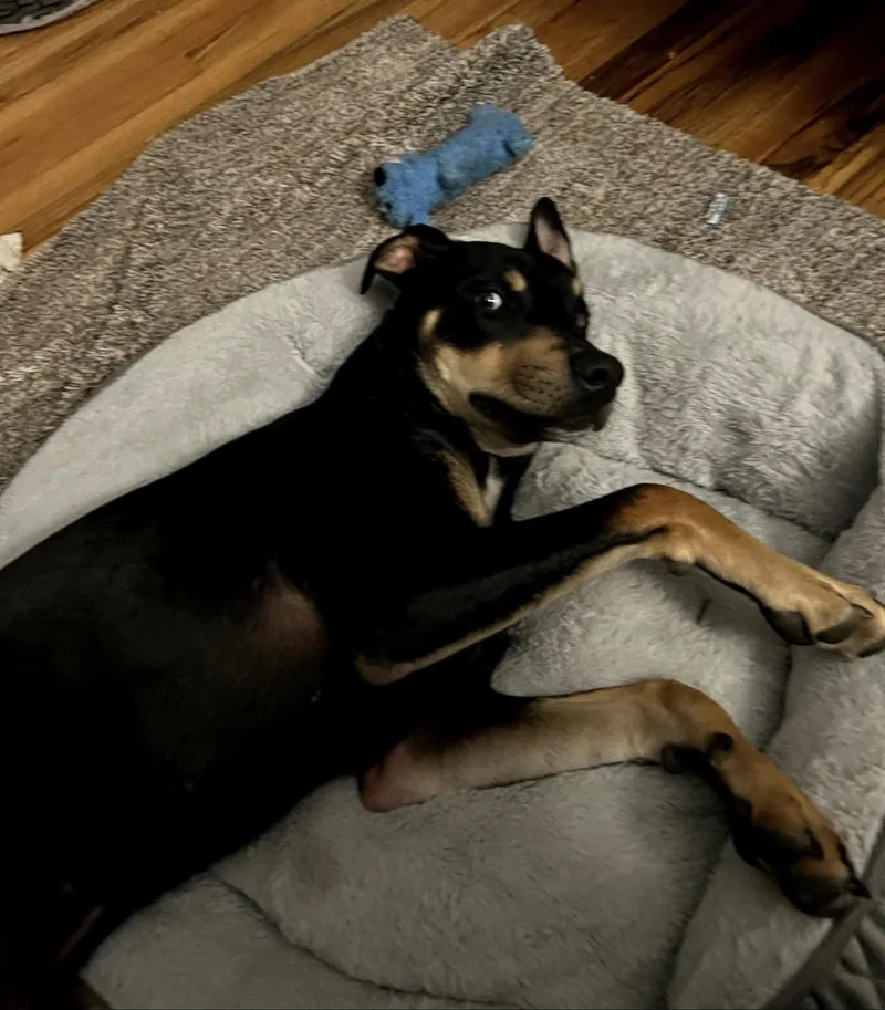 Louie thumbnail 3