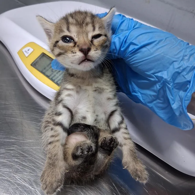 A baby small-sized female Brown / Chocolate Domestic Short Hair cat named Topanga for adoption in Summerville, SC