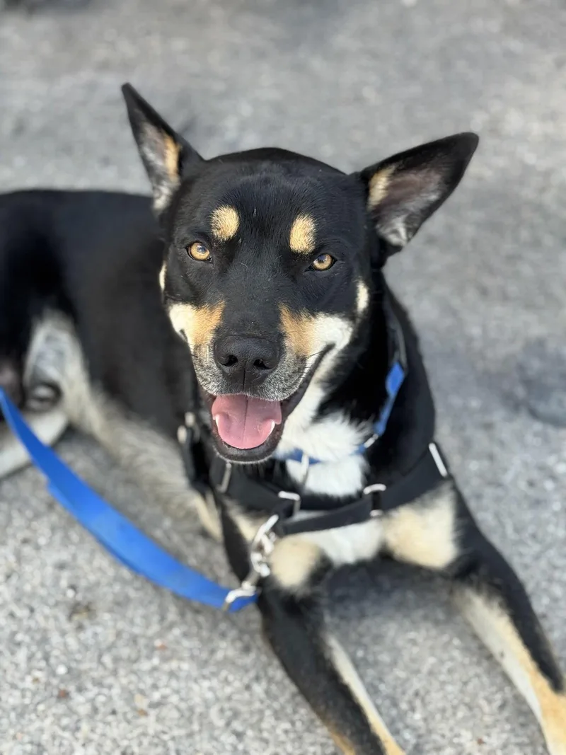 Yogi Bear thumbnail 2