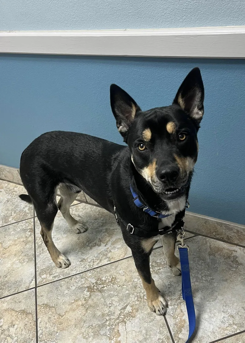 Yogi Bear thumbnail 3