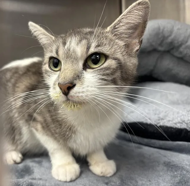An adult small-sized female Domestic Short Hair cat named Cosmic Crisp for adoption in Indianapolis, IN