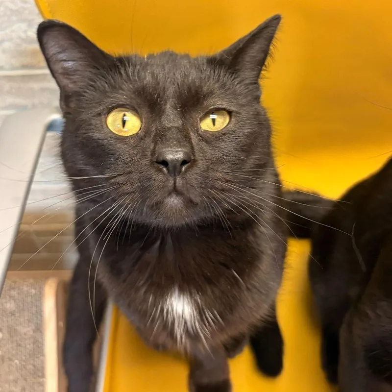 An adult medium-sized male Black Domestic Short Hair cat named Sturger Burger for adoption in Davenport, IA