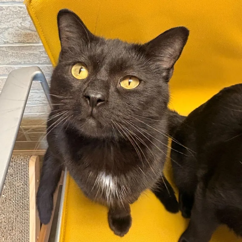 Sturger Burger thumbnail 2