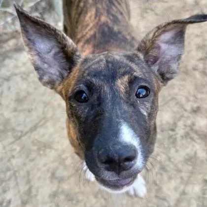 A baby large-sized female Australian Shepherd dog named Jane for adoption in Morton Grove, IL