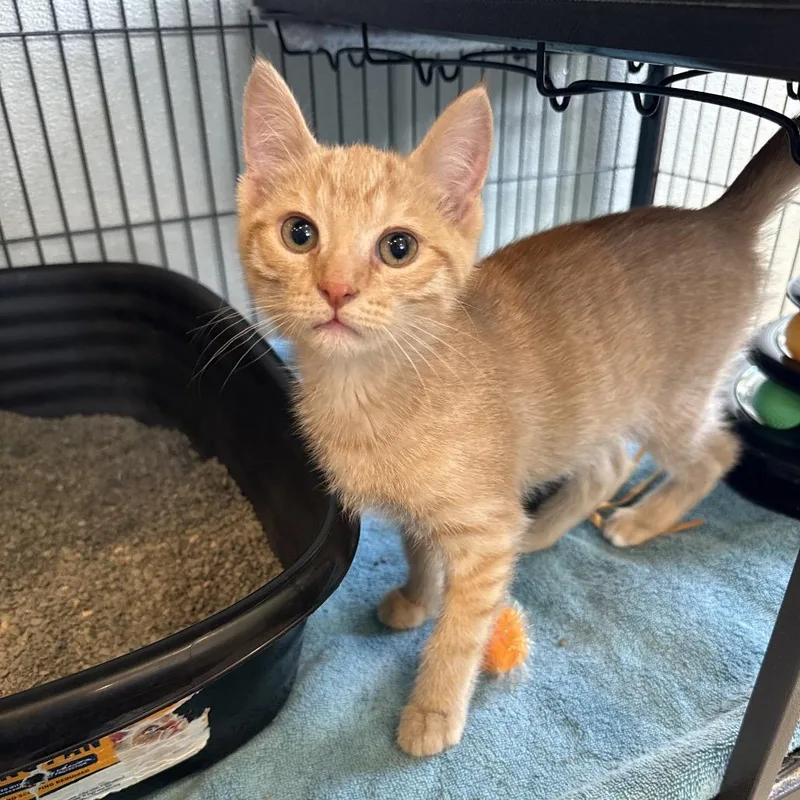 A baby small-sized female Orange / Red Domestic Short Hair cat named Fuschia for adoption in Saint Charles, MO