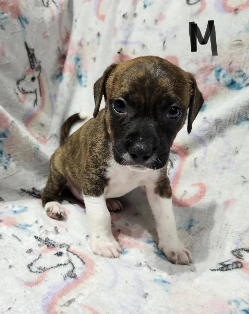 A baby medium-sized male White / Cream Pit Bull Terrier dog named Chuck for adoption in Hamilton , NJ