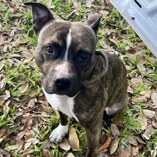 An adult medium-sized male American Bulldog dog named Cyclone for adoption in Tavares, FL
