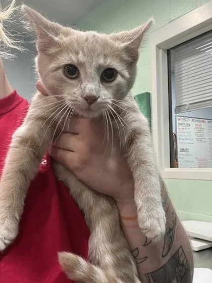 A baby small-sized male Domestic Short Hair cat named Alberto for adoption in Cincinnati, OH