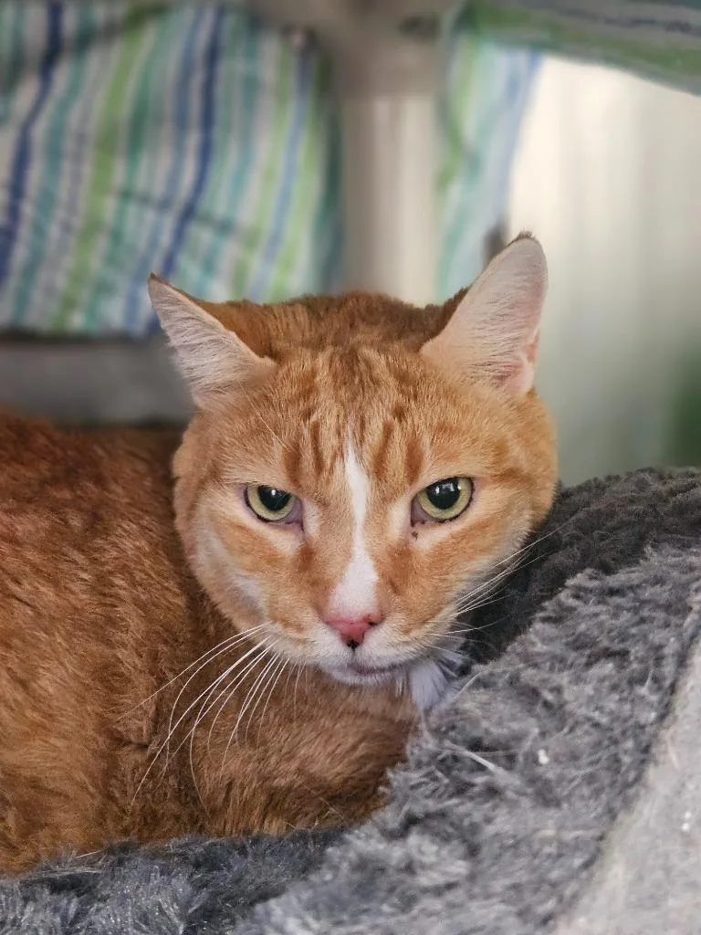 A senior medium-sized male Domestic Short Hair cat named Beaker for adoption in Pomona, NY