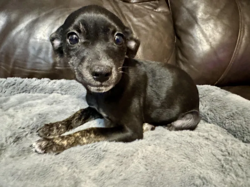 A baby medium-sized female Terrier dog named Velvet for adoption in Maiden, NC