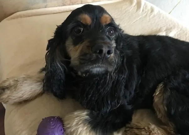 A young small-sized female Bicolor Cocker Spaniel dog named Roxy C for adoption in Parker, CO