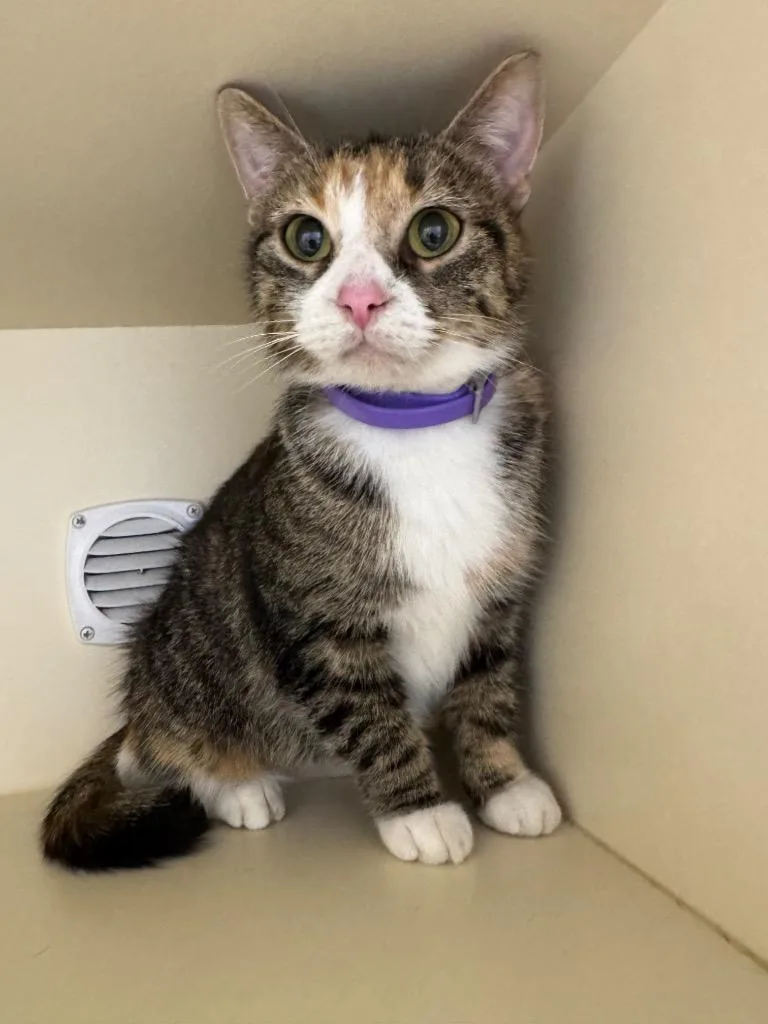 A young medium-sized female Domestic Short Hair cat named Mayochup for adoption in Bloomington, IN