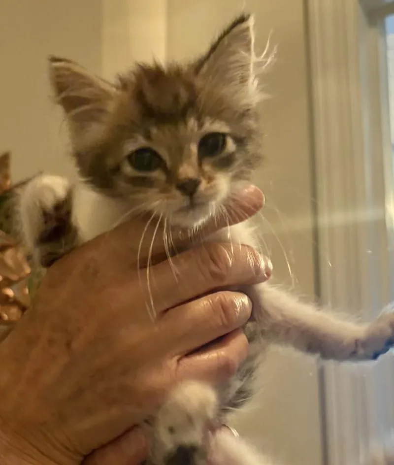 A baby medium-sized female Domestic Medium Hair cat named Sloth for adoption in Florence, SC