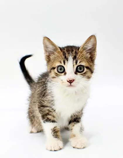 A baby small-sized male Domestic Short Hair cat named Pita for adoption in Morton Grove, IL
