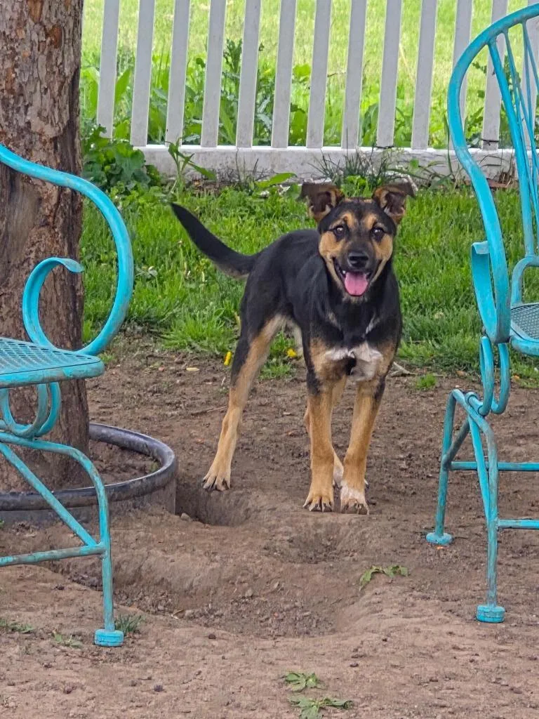 A baby medium-sized female Mixed Breed dog named Harlow for adoption in sun prairie, WI