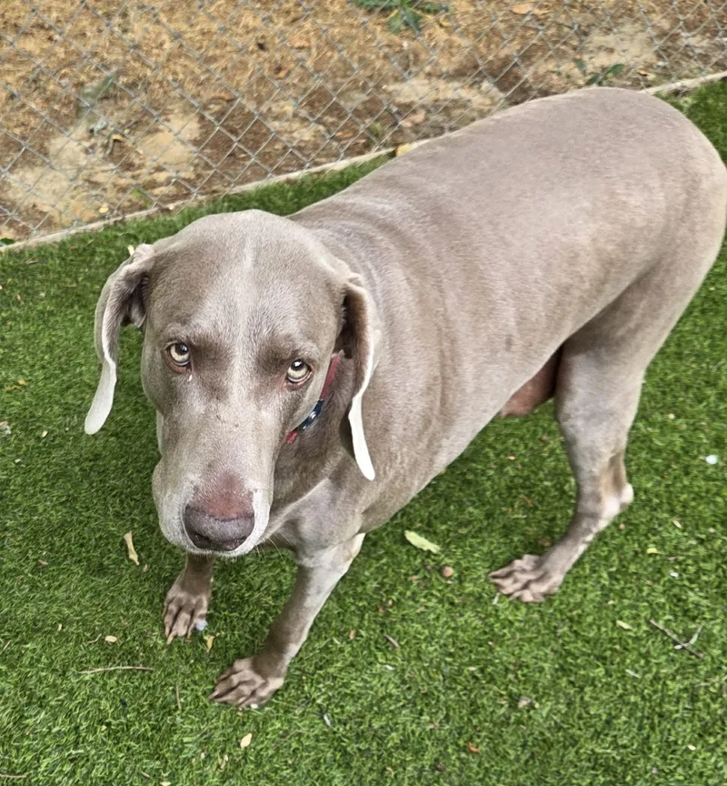 A senior extra large-sized female Weimaraner dog named Lucy for adoption in Marietta, GA