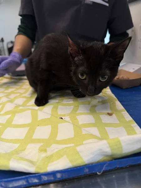A baby small-sized female Domestic Short Hair cat named Lil' Panther for adoption in New York, NY