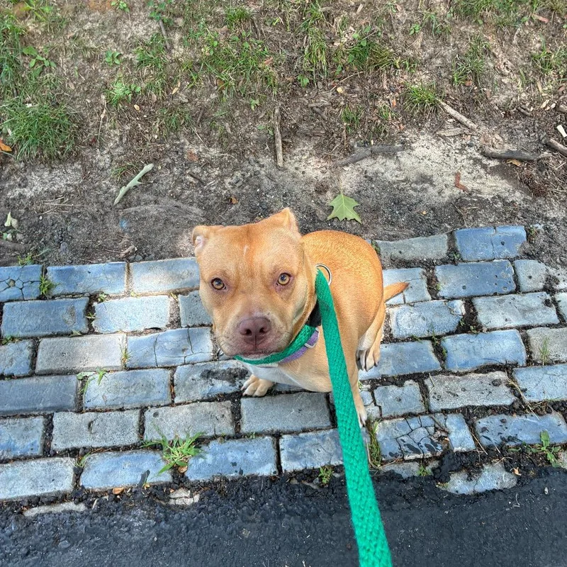 An adult medium-sized female Yellow / Tan / Blond / Fawn Mixed Breed dog named Lady Laurel for adoption in Philadelphia, PA