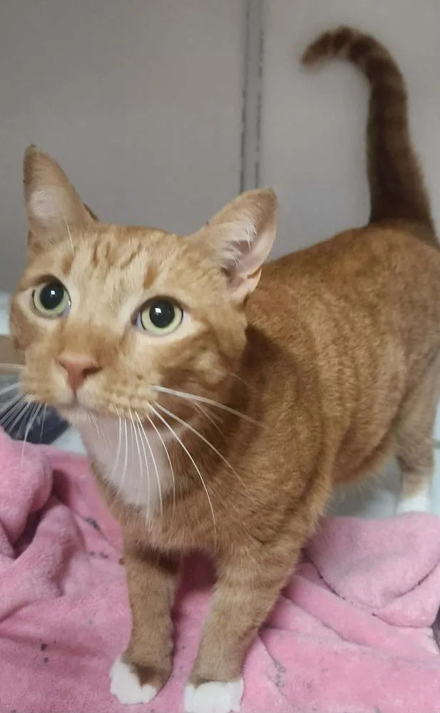An adult medium-sized male Domestic Short Hair cat named Mac for adoption in Lexington, TN