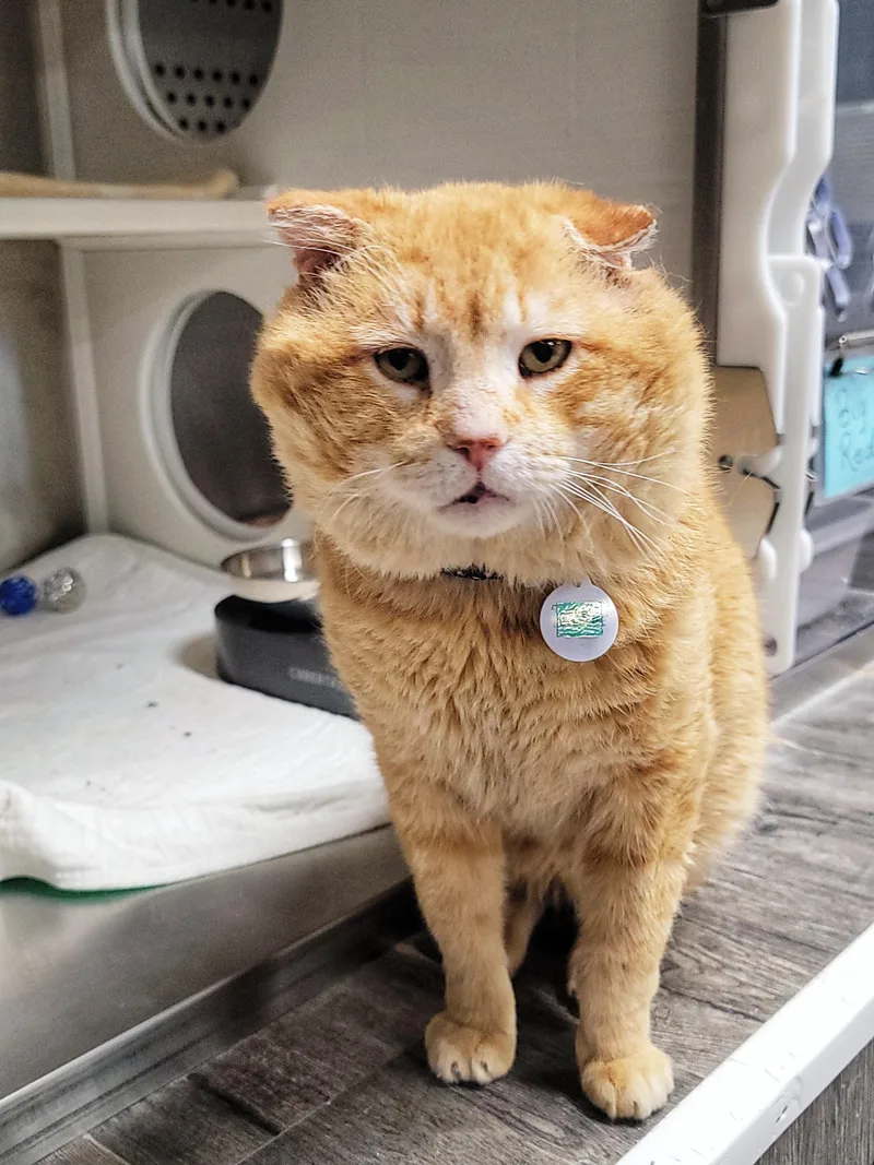 An adult large-sized male Orange / Red Domestic Short Hair cat named Big Red for adoption in Grand Rapids, MI
