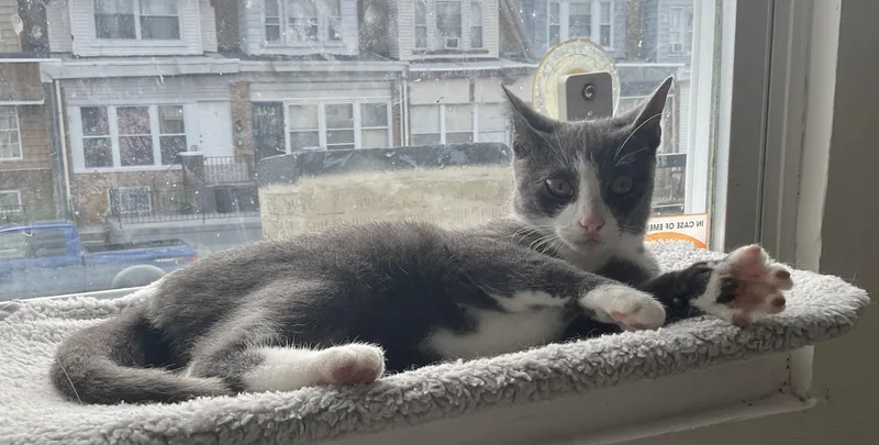 A young medium-sized female Gray & White Domestic Short Hair cat named Annie for adoption in Lambertville, NJ