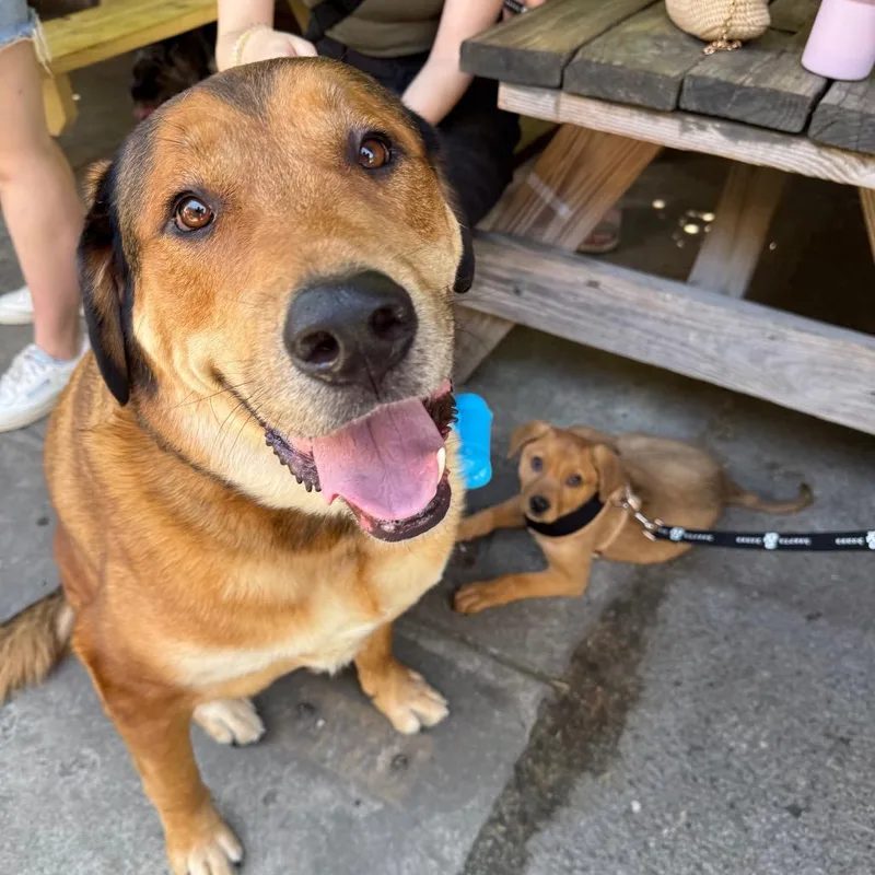 An adult extra large-sized male Yellow / Tan / Blond / Fawn Retriever dog named Hank for adoption in Brooklyn, NY