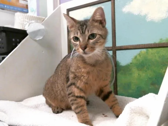 A young medium-sized male Domestic Short Hair cat named Gabriel for adoption in Houston, TX