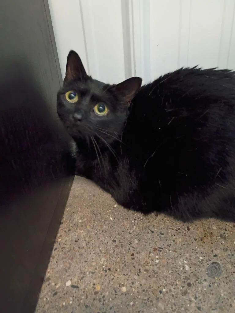 Darla Declawed