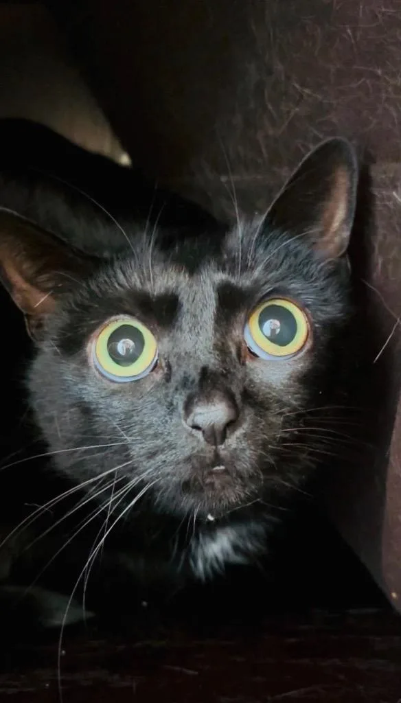 Darla Declawed thumbnail 2