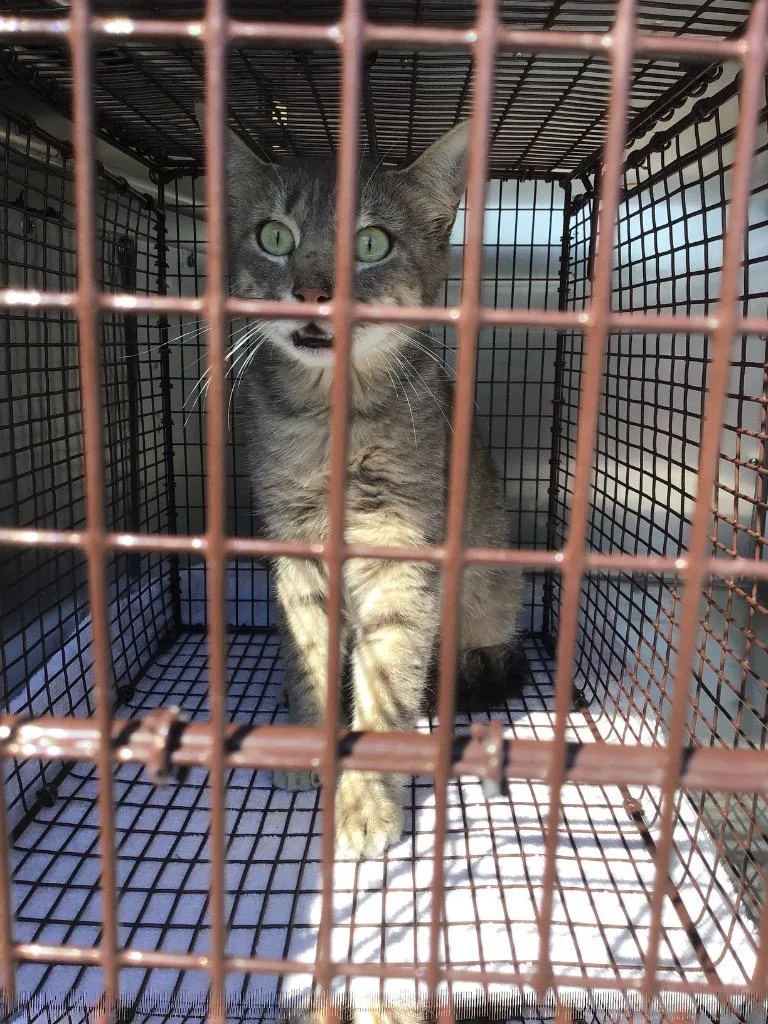 A young small-sized male Domestic Short Hair cat named Jack for adoption in New Braunfels, TX