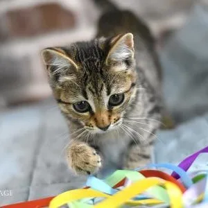 A young medium-sized female Tabby (Brown / Chocolate) Domestic Short Hair cat named Cabbage for adoption in Conroe, TX